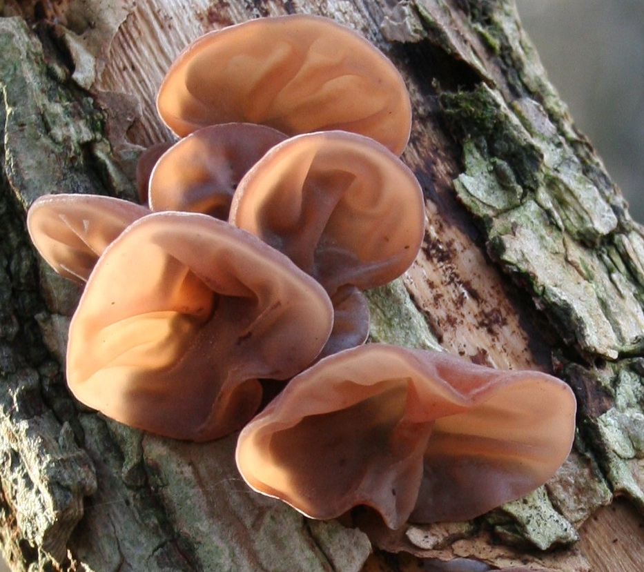 Аурикулярія вухоподібна також іудине вухо - Auricularia auricula (Hook.) Underw.. або Hirneola auricula-judae